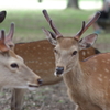 公園の群像