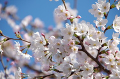 澄んだ空、桜