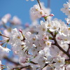 澄んだ空、桜