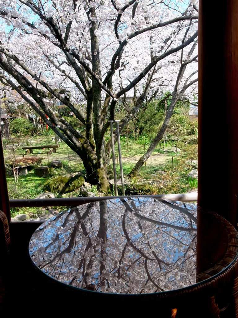 桜茶屋にて#1