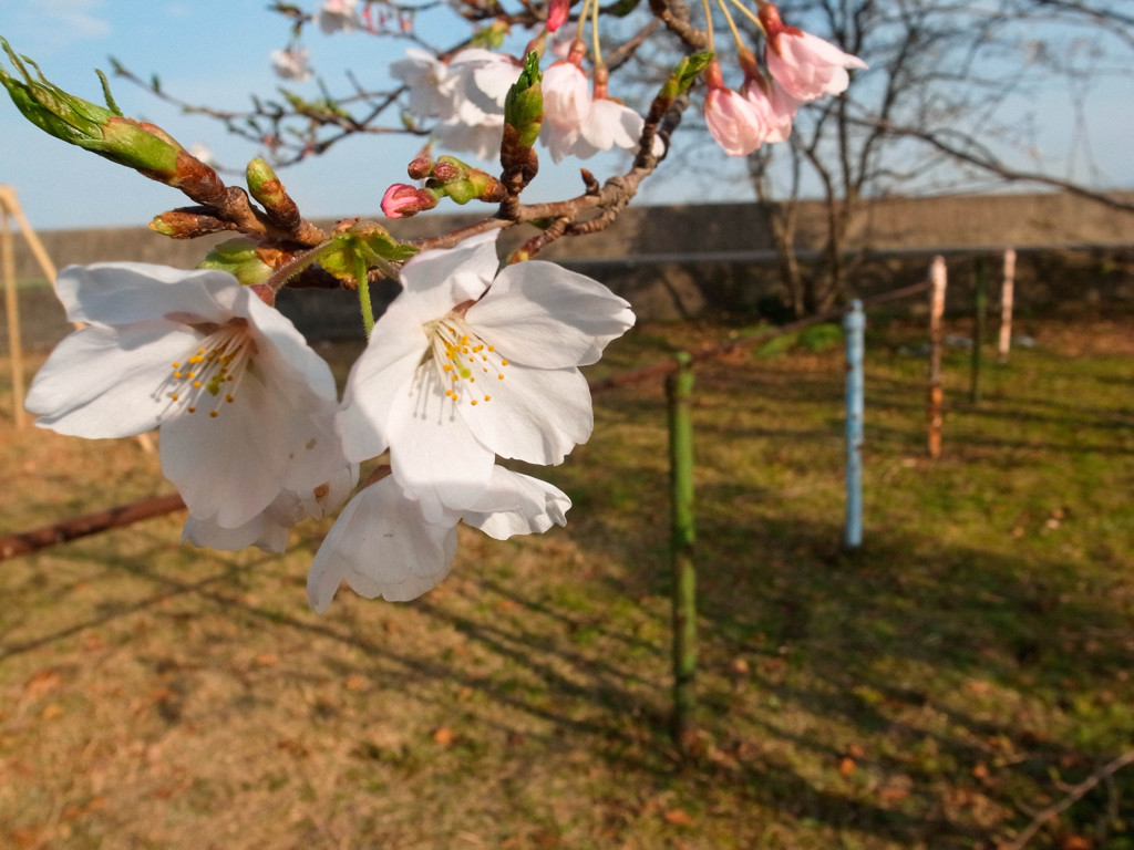 桜と鉄棒と