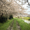 sakura petals swirl 2015 #1