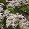 天空のお花見#3