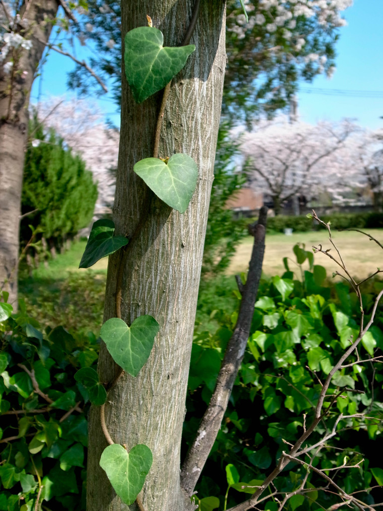 Mark of the heart