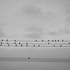 chorus