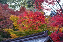 高幡不動 紅葉