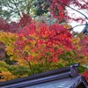 高幡不動 紅葉