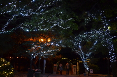 大濠公園 イルミネーション1