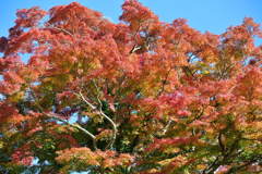 紅葉