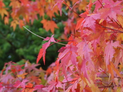 清里　紅葉