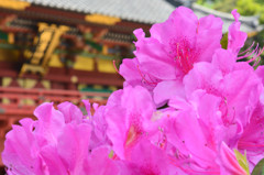華やかに添える