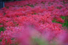 紅に染まる