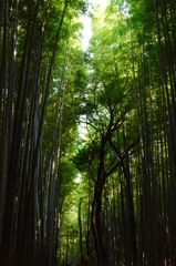 竹林の空
