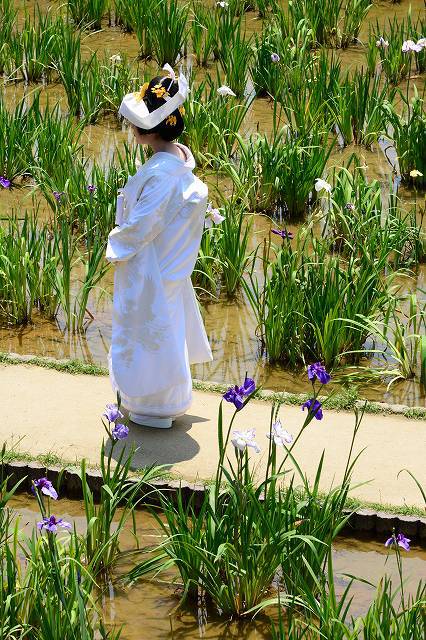 あやめに祝福されて