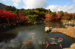 青空と紅葉に包まれる日本庭園