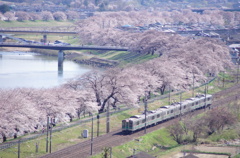 桜並木に守られて