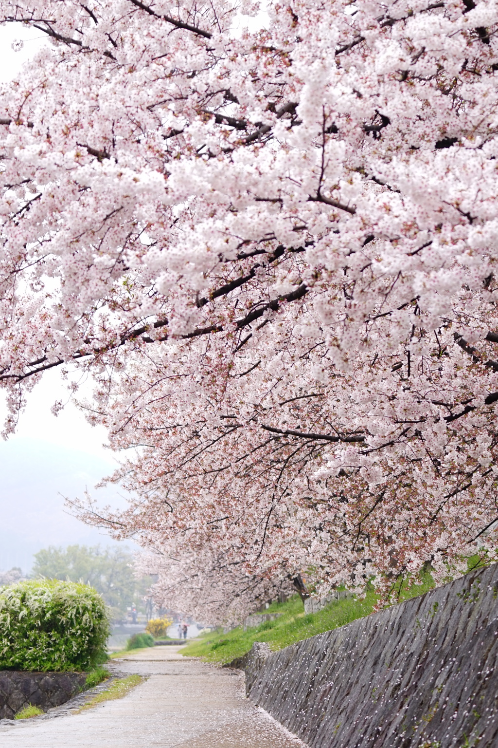 桜時雨れ