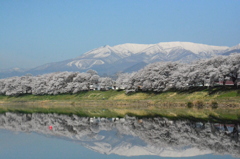 桜満開