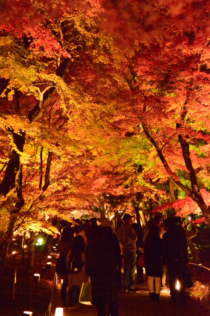 夜の紅葉狩り