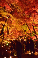 夜の紅葉狩り