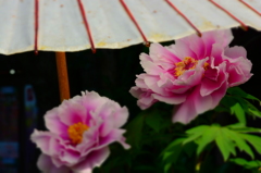 花の王