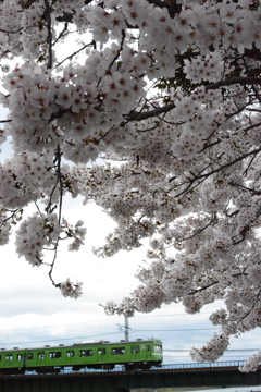 桜を眺めて