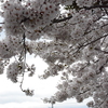 桜を眺めて