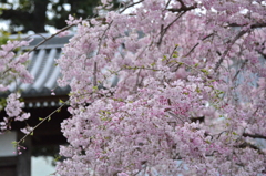 街が春色に染まる