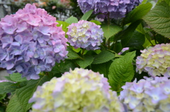 紫陽花