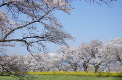 北国の春