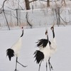 鳴