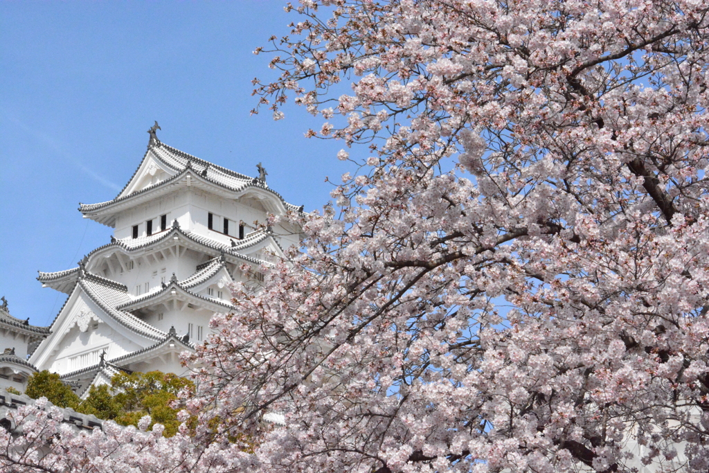 世界遺産に添える桜