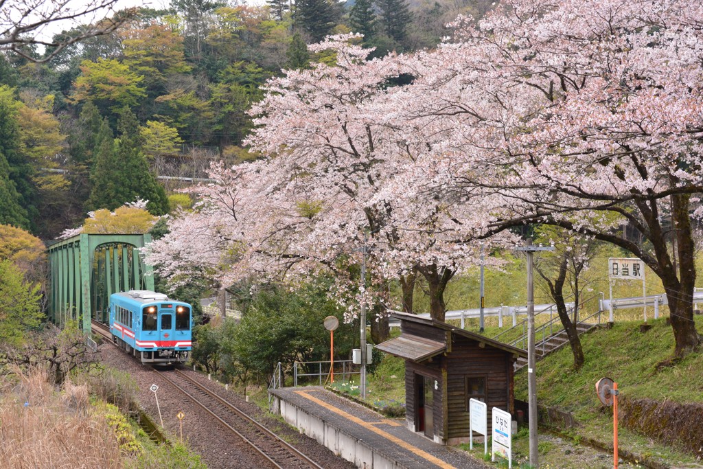 桜待つ