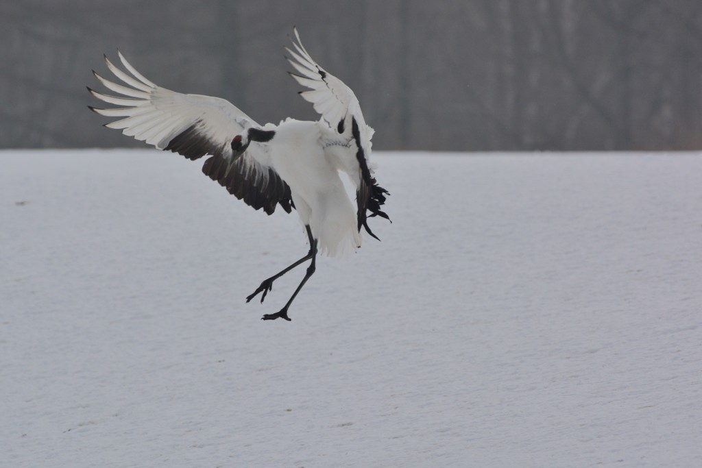 Landing