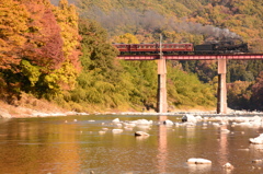 紅葉の森林を駆け抜ける