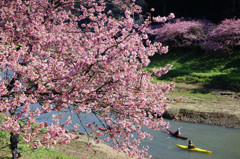 桜に見守られて