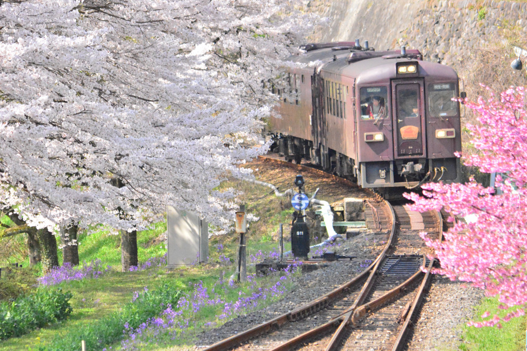 桜の中を