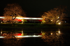 夜桜の中を
