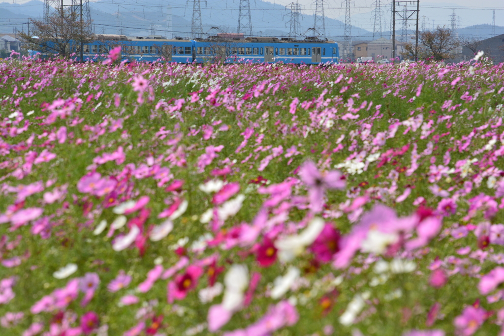 秋桜の中を