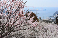 高台に薫る
