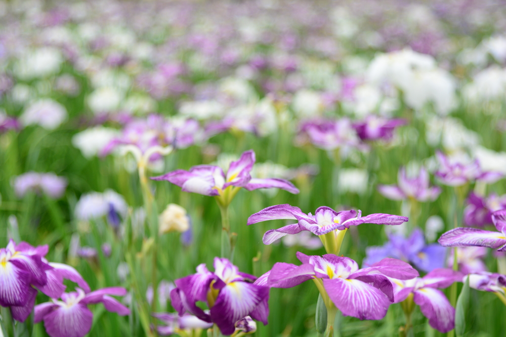 花菖蒲
