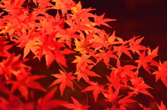 赤く輝く紅葉