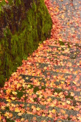 紅葉路