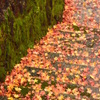 紅葉路