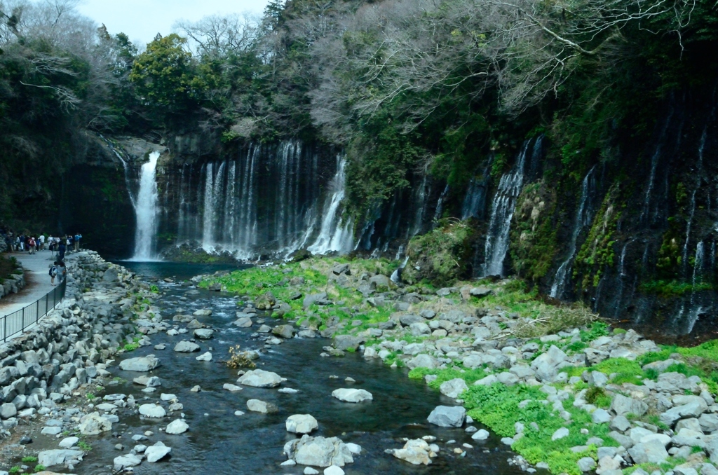 新緑と深緑