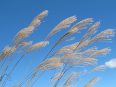 CANVASは青空　～すすき～