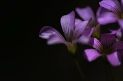 ひそやかに