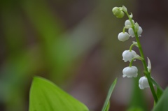 すずらん（lily of the valley）