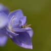 紫陽花とハチ