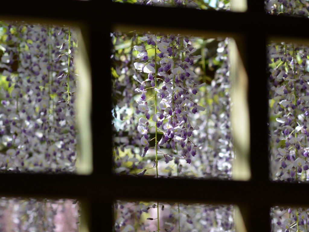 DSC_9751-crop2
